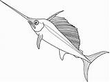 Swordfish Coloring Sailfish Fish Drawings 75kb 540px sketch template