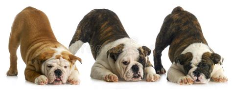 litter  puppies stock image image  bowing playful