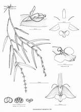 Epidendrum Orchidspecies sketch template