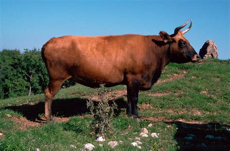 long extinct auroch cattle   resurrected   breeding