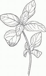 Botanical Pluspng sketch template