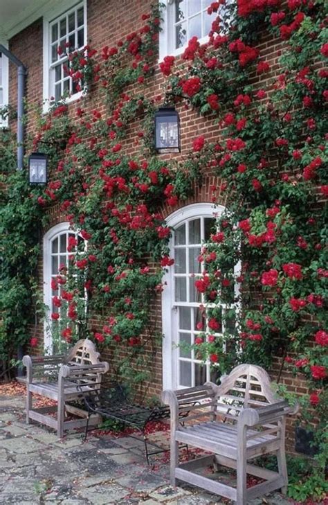 easy tips  plant  climbing rose red climbing roses climbing roses wall  roses