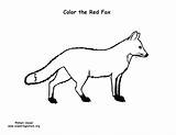 Fox Red Coloring Exploringnature sketch template