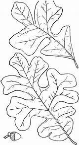 Oak Etc Clipart Genus Quercus sketch template