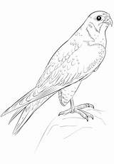 Falco Pellegrino Wanderfalke Peregrine Stampare Supercoloring Peregrinus sketch template