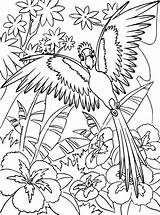Kleurplaat Malvorlage Papegaaien Stimmen sketch template