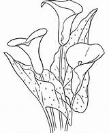 May Coloring Pages Spring Lilies Kids sketch template