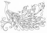 Peacock Coloring Pages Printable Getcolorings Color sketch template
