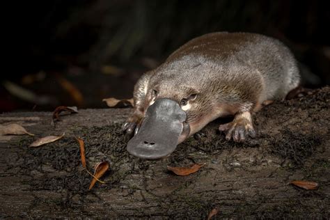 Extraordinary Diversity Unusual Sex Chromosomes Of Platypus Emu And Duck