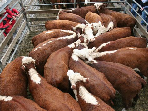 australias share   european union beef trade