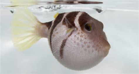 puffed  pufferfish isnt holding  breath science news