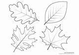 Pages Coloring Maple Getcolorings Leaves Christmas sketch template