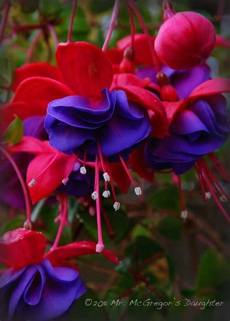 fuchsia confiding love beauty in art nature beauty gerbera fuchsia