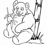 Panda Coloring Giant Pages Color Print Animals Coloring4free Printable Kids Colouring Animal Bear Paper sketch template
