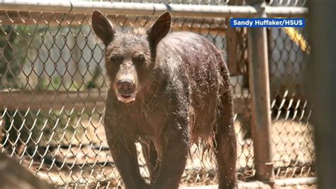 bear    fur  remarkable recovery abc news