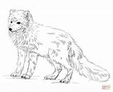 Fox Coloring Arctic Pages Printable Animals Colouring Realistic Clipart Print Drawing Adults Kids sketch template