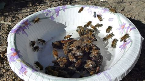 bees drinking water youtube
