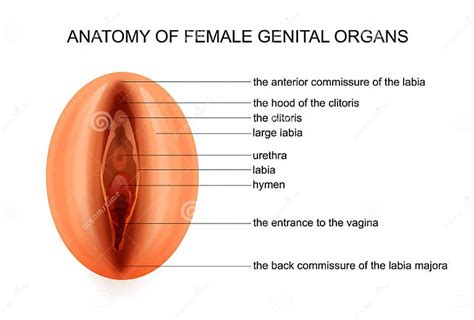Anatomy Of Female Genital Organs Stock Vector Illustration Of