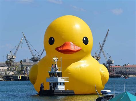 ontario giant rubber duck  counterfeit  artist  created