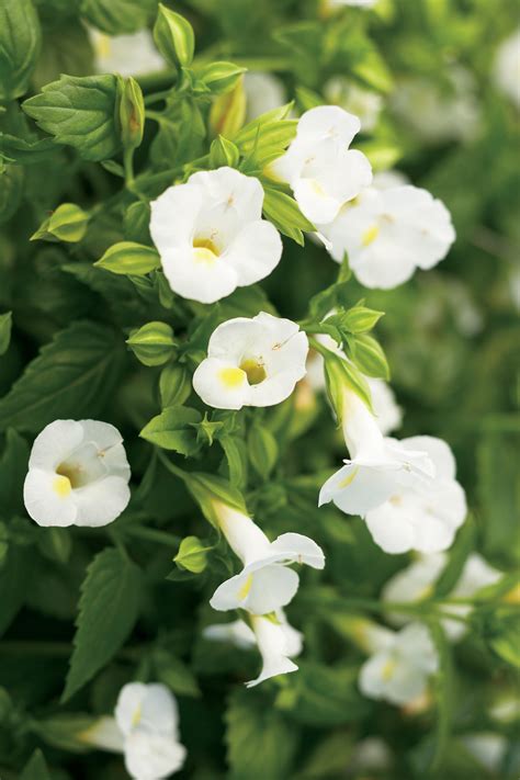 Catalina® White Linen Wishbone Flower Plant Addicts