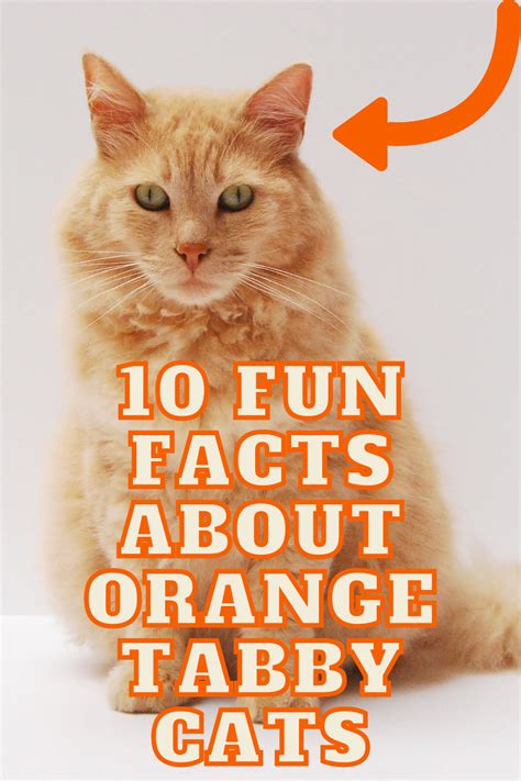 10 fun facts about orange tabby cats in 2021 orange tabby orange