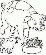 Porco Fazenda Cerdo Colorat Animais Granja Papai Coloring Animale Cochon Purcelusi Mange Porcos P56 Desene Porquinhos Planse Tudodesenhos Primiiani sketch template