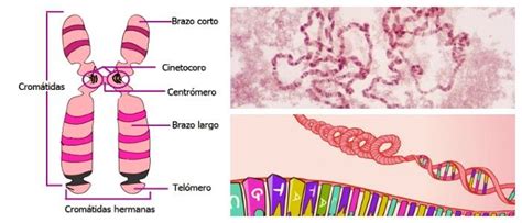 Estructura De Los Cromosomas División Celular Centrómeros Estructura