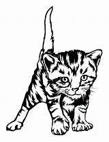 Coloring Kitten Pages Cat Baby Tabby Print Printable Kittens Cute Drawing Real Kitty Cats Realistic Color Getdrawings Getcolorings Pdf Colorings sketch template