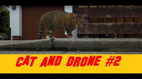 cat  drone  youtube