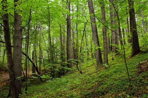 forest ecosystem wonders pinterest