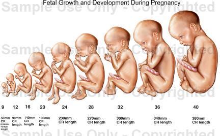 pregnant stages  pregnancy development