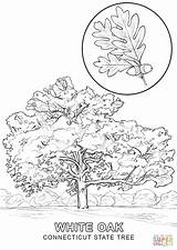 Coloring Tree State Pages Maryland Illinois Drawing Connecticut Texas Louisiana Symbols Printable Missouri Oak Trees Monkey Hanging Color Empire Building sketch template
