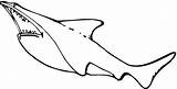 Kolorowanki Squalo Rekiny Rekin Dzieci Bestcoloringpagesforkids Druku Mega Pobrania Sharks Wydruku sketch template