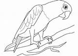 Papagei Ausdrucken Parrot Papageien Ara Vögel Onlycoloringpages Piraten sketch template