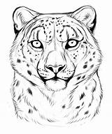 Leopard Snow Drawing Face Baby Easy Sketch Head Drawn Drawings Getdrawings sketch template
