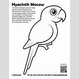 Macaw Hyacinth Designlooter Birdorable sketch template