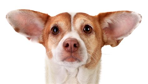 dogs ears  pluck    pluck sarasota dog