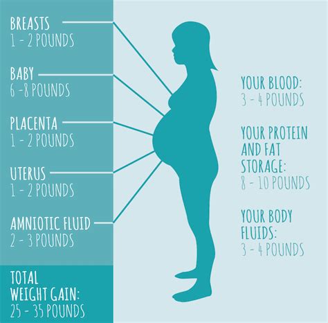 pregnancy weight gain where it comes from and how much is healthy