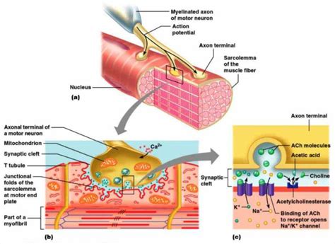 anatomy  neuromuscular junction anatomy  neuromuscular junctions ivyrose holistic health
