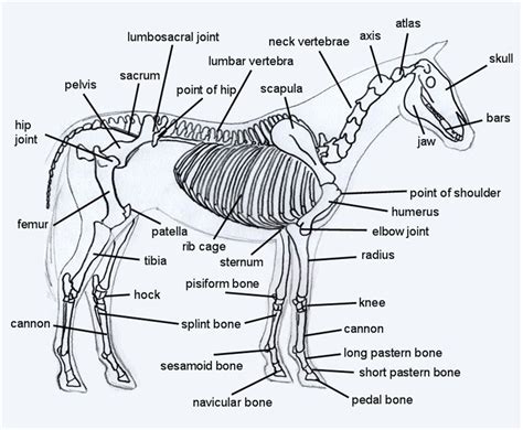 diagrams   horse  horse life