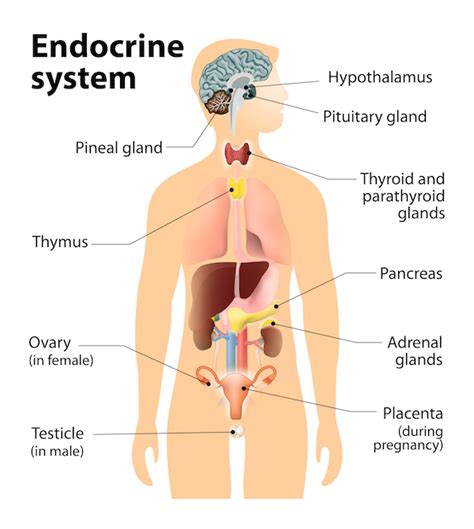 hashimoto s disease the endocrine center p c