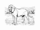 Bloodhound Coloring sketch template