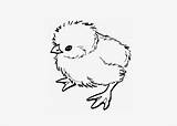Printable Kuikentje Dieren Poussin Chickens Tekeningen Coloring4free Ren Vogels Bestcoloringpagesforkids Colorier sketch template
