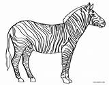Zebra Coloring Pages Printable Kids sketch template