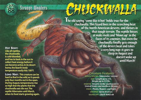 chuckwalla weird  wild creatures wiki fandom