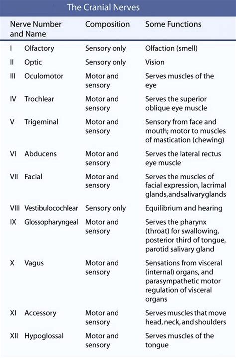 this chart lists the functions of the cranial nerves school