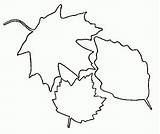 Bladeren Leaf Coloring Planse Frunze Colorat Animasi Mewarnai Daun Toamna Colaj Bergerak Gambar Coloriages Feuille Feuilles Blatter Malvorlagen Laisse Kleurplaat sketch template