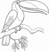 Toucan Coloring Pages Bird Printable Getcolorings Color sketch template