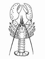 Lobster Aragosta Crawfish Louisiana Supercoloring Categorie Designlooter sketch template