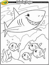 Shark Coloring Clark Pages Getcolorings sketch template